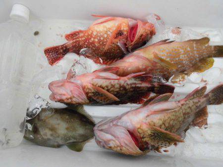 大進丸(新潟) 釣果