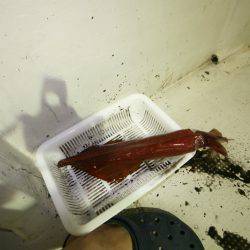 オーシャンズ　京都 釣果