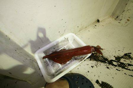 オーシャンズ　京都 釣果