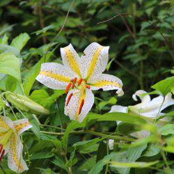 小菅トラウトガーデン 釣果