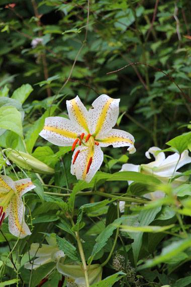 小菅トラウトガーデン 釣果