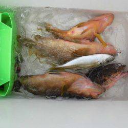 大進丸(新潟) 釣果