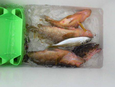 大進丸(新潟) 釣果