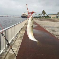 ツバス諦めてタコ