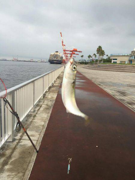 ツバス諦めてタコ