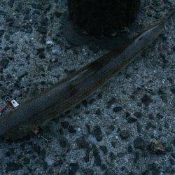 お手軽ショアスロー