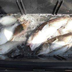 大進丸(新潟) 釣果