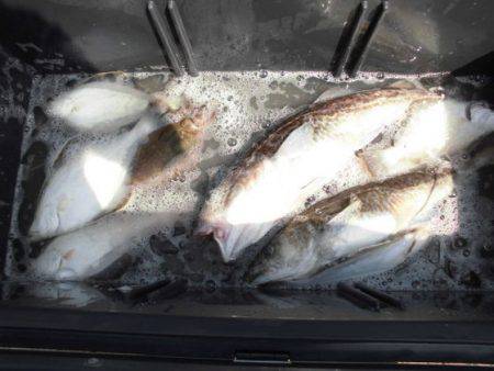 大進丸(新潟) 釣果