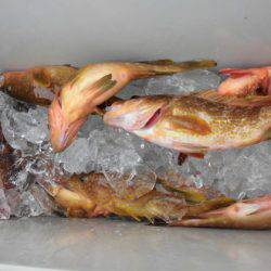 大進丸（新潟） 釣果