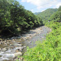 狩野川(狩野川漁業協同組合) 釣果