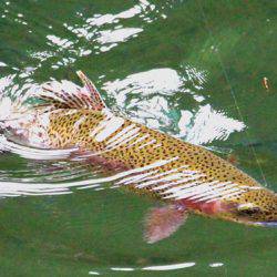 小菅トラウトガーデン 釣果