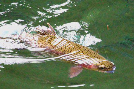 小菅トラウトガーデン 釣果