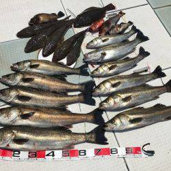 ふじしめ丸 釣果