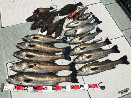 ふじしめ丸 釣果