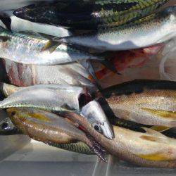 遊漁船 新鋭丸 釣果