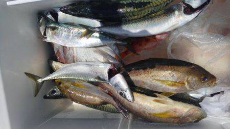 遊漁船 新鋭丸 釣果