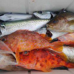 遊漁船 新鋭丸 釣果