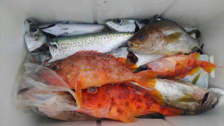 遊漁船 新鋭丸 釣果