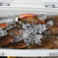 大進丸(新潟) 釣果