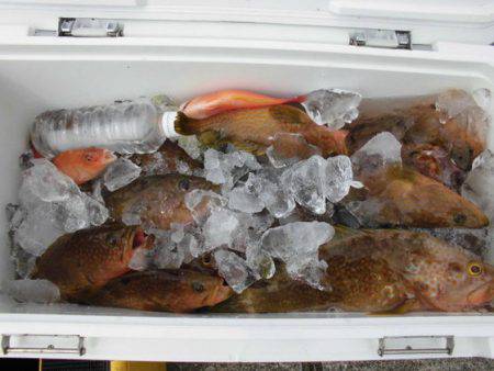 大進丸(新潟) 釣果