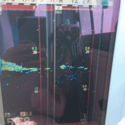 遊漁船ブルーウッズ 釣果