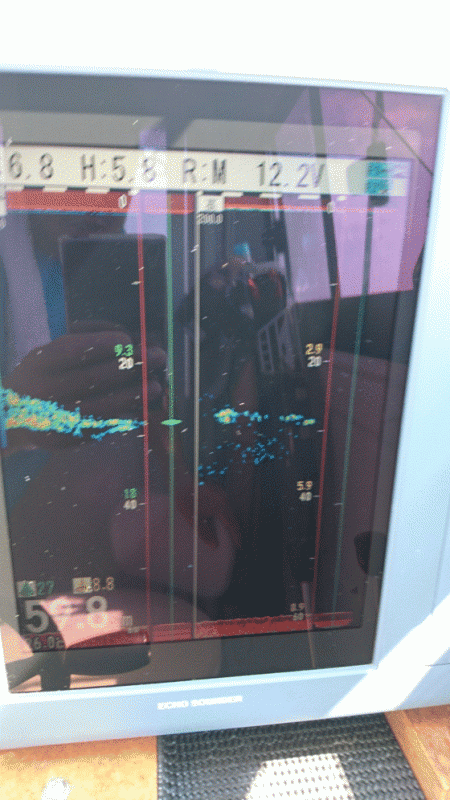 遊漁船ブルーウッズ 釣果