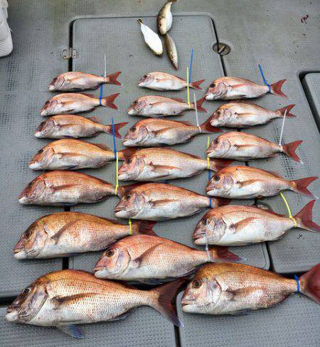 さんさん丸 釣果