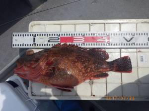 石川丸 釣果