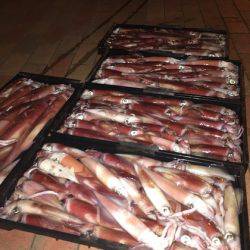 幸風（さちかぜ） 釣果