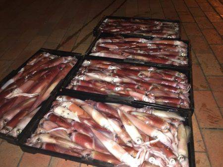 幸風（さちかぜ） 釣果