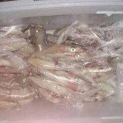 寿裕 （YOSHIHIRO） 釣果