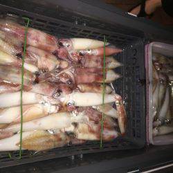 幸風（さちかぜ） 釣果