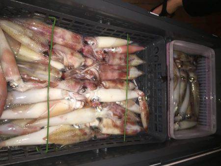 幸風（さちかぜ） 釣果