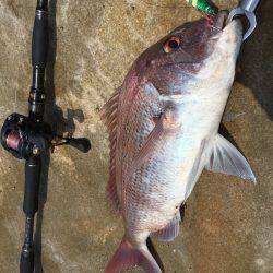 エソに悩まされながら…