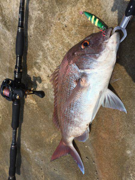 エソに悩まされながら…