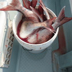 遊漁船ブルーウッズ 釣果