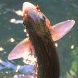 小菅トラウトガーデン 釣果