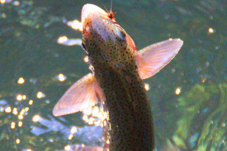 小菅トラウトガーデン 釣果