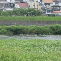 狩野川(狩野川漁業協同組合) 釣果