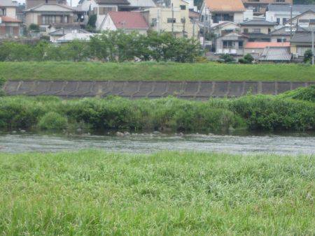 狩野川(狩野川漁業協同組合) 釣果