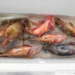 大進丸（新潟） 釣果