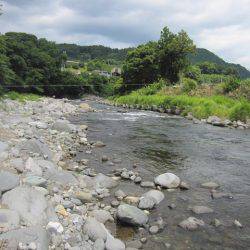 狩野川(狩野川漁業協同組合) 釣果