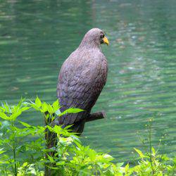 小菅トラウトガーデン 釣果