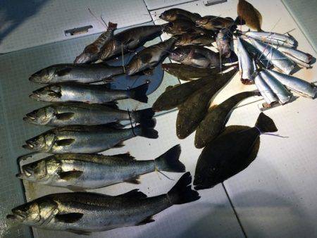 ふじしめ丸 釣果