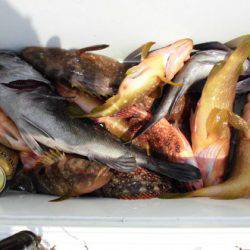 大進丸(新潟) 釣果