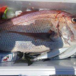 遊漁船 新鋭丸 釣果