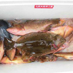 大進丸(新潟) 釣果