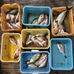 由良海上釣り堀 海人 釣果
