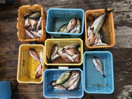 由良海上釣り堀 海人 釣果