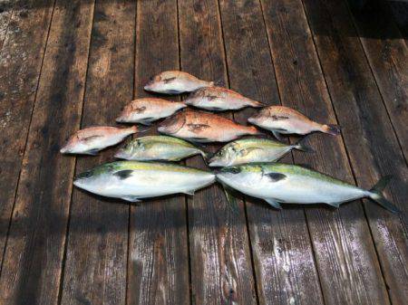 由良海上釣り堀 海人 釣果